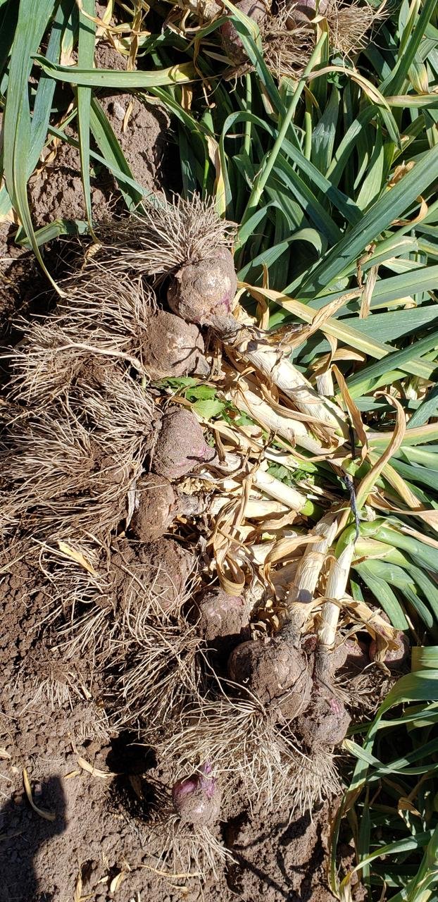 WhatsApp Image 2026-03-02 at 14.28.09 (1)